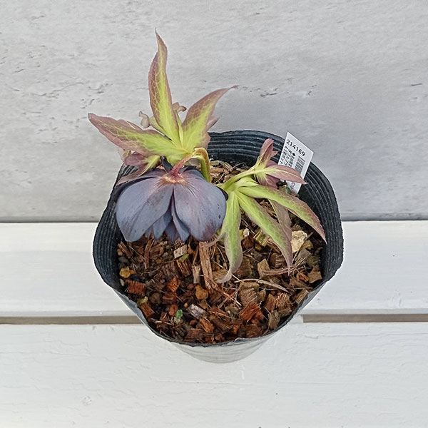 Komati「ブラックフライデー」クリスマスローズ 苗 SD蜃気楼 セルフ