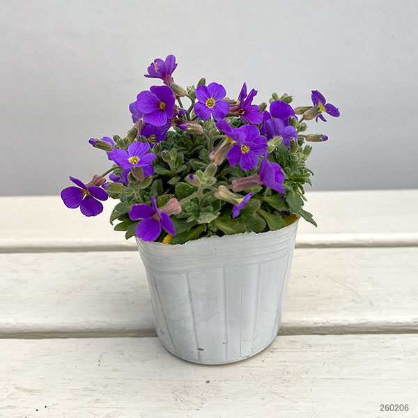 オーブリエチア：ブルー3-3.5号ポット