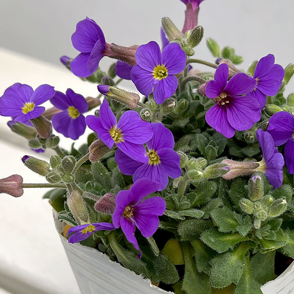 オーブリエチア：ブルー3-3.5号ポット