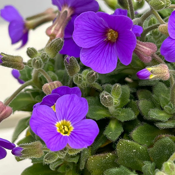 オーブリエチア：ブルー3-3.5号ポット