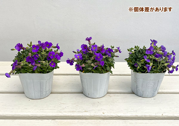 オーブリエチア：ブルー3-3.5号ポット