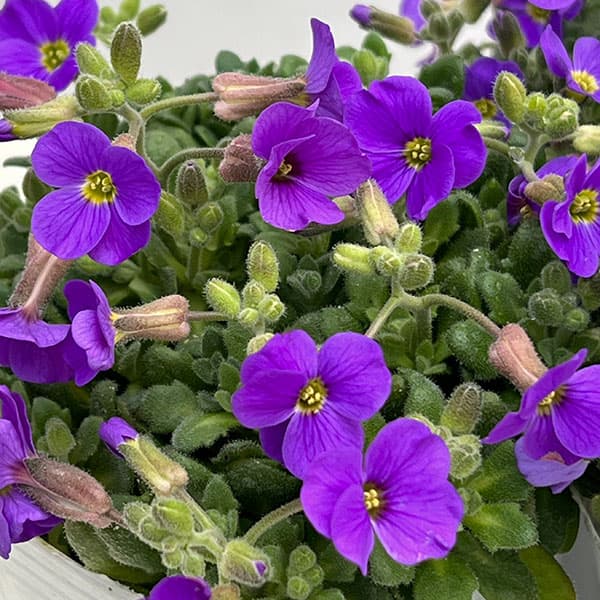 オーブリエチア：ブルー3-3.5号ポット