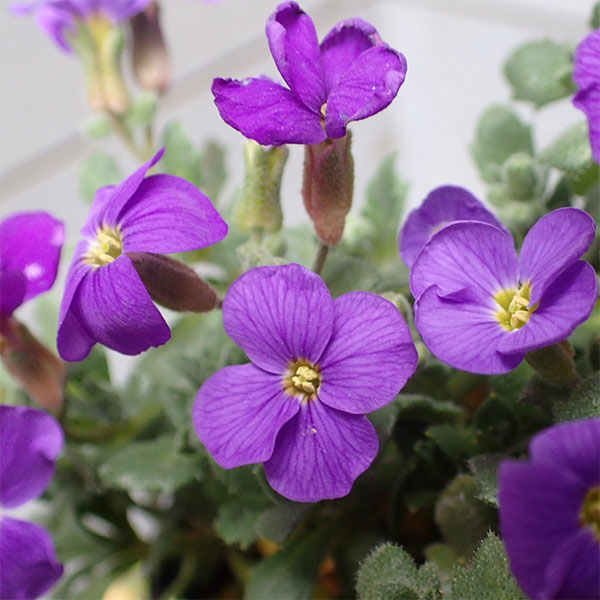 オーブリエチア：ブルー3-3.5号ポット