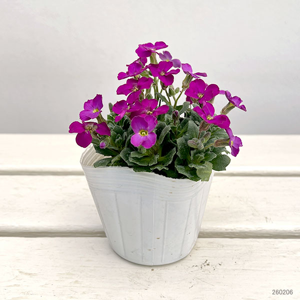 オーブリエチア：ローズピンク3-3.5号ポット