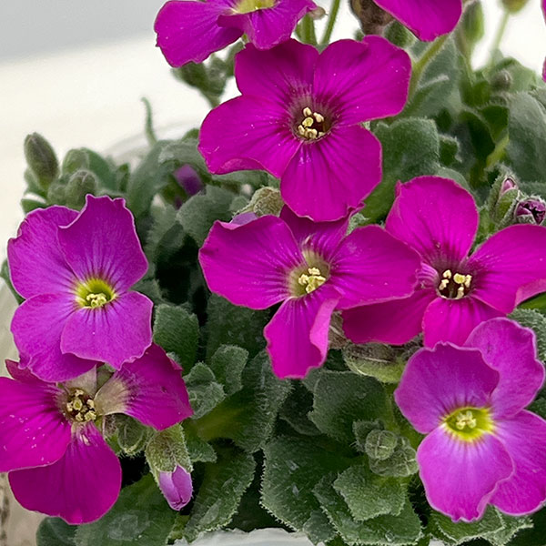 オーブリエチア：ローズピンク3-3.5号ポット