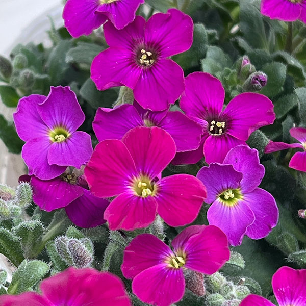 オーブリエチア：ローズピンク3-3.5号ポット