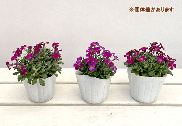 オーブリエチア：ローズピンク3-3.5号ポット