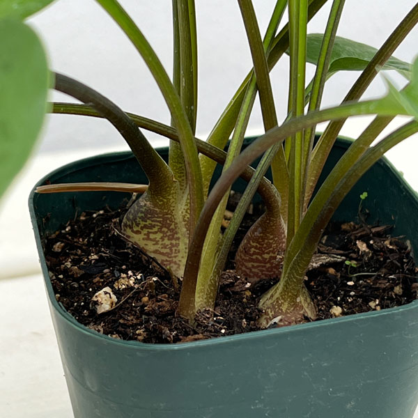 ドリミオプシス：マクラータ　3号ポット