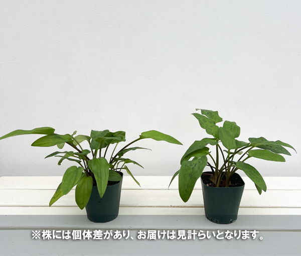 ドリミオプシス：マクラータ　3号ポット