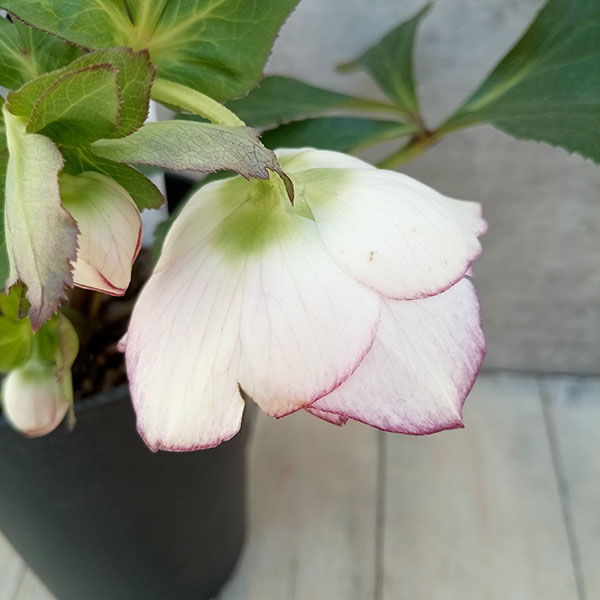 園芸ネット本店｜クリスマスローズ：セレクトダブル23-32／2Lポット の