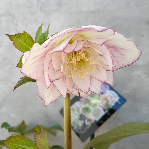 園芸ネット本店｜クリスマスローズ：セレクトダブル23-32／2Lポット の