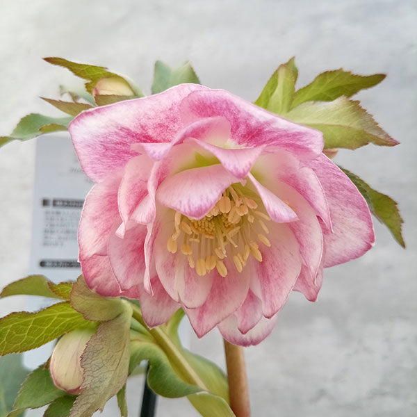 園芸ネット本店｜クリスマスローズ：セレクトダブル23-39／2Lポット の