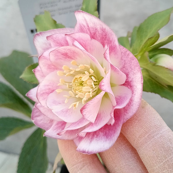 園芸ネット本店｜クリスマスローズ：セレクトダブル23-39／2Lポット の