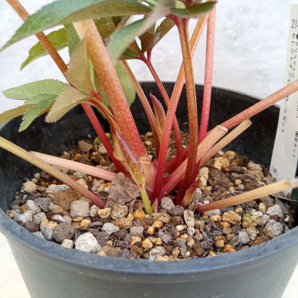 園芸ネット本店｜クリスマスローズ：セレクトダブル23-44／2Lポット の