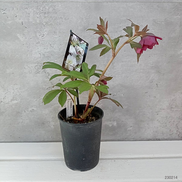園芸ネット本店｜クリスマスローズ：スウィングダブル23-38／1Lポット