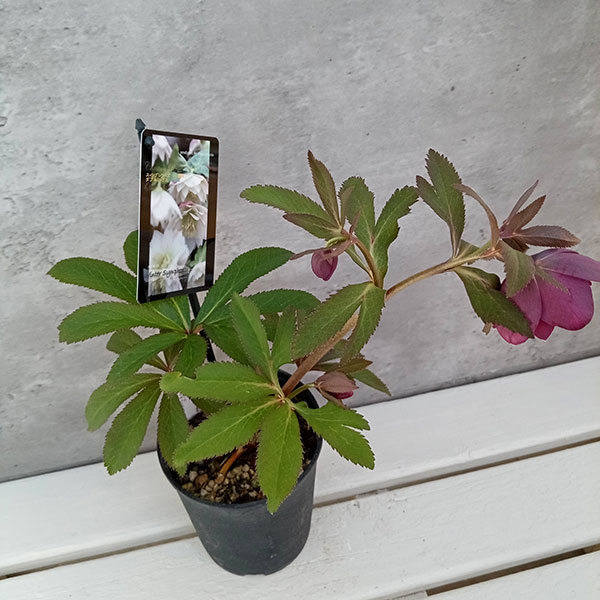 園芸ネット本店｜クリスマスローズ：スウィングダブル23-38／1Lポット