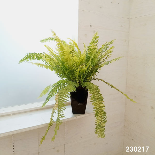 ネフロレピス 7号 シダ系 PLANCHU 観葉植物 ネフロレピス モンタナ