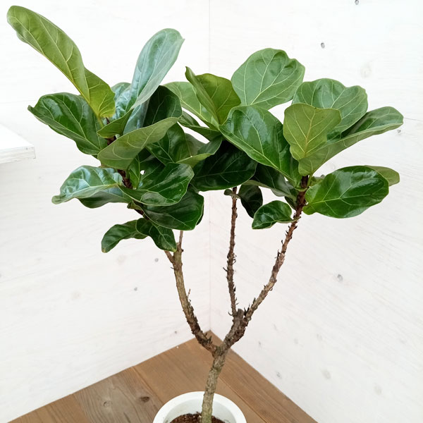 園芸ネット本店｜カシワバゴム：バンビーノ 7号23-01 の通販【公式】