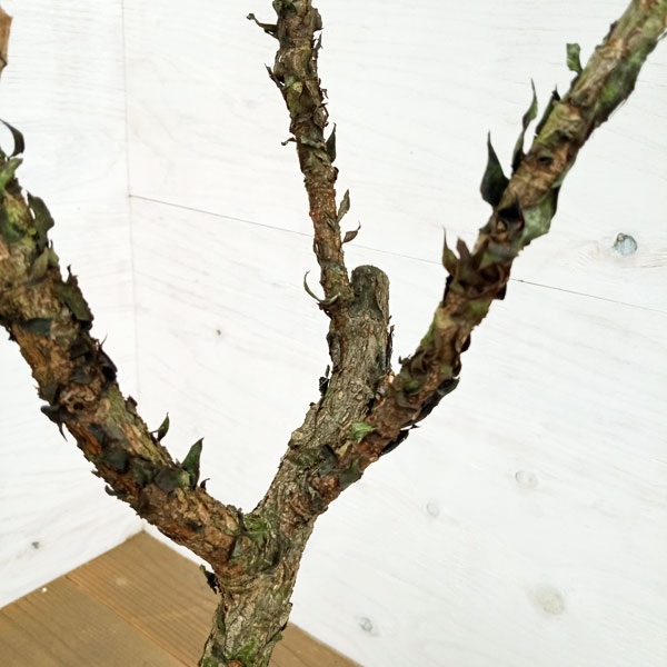 園芸ネット本店｜カシワバゴム：バンビーノ 7号23-01 の通販【公式】