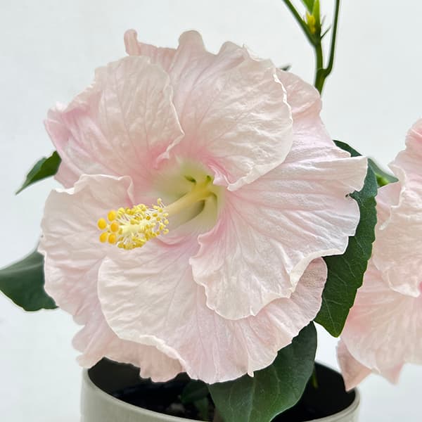 ハイビスカス：ニューロングライフ　エリス4号鉢植え