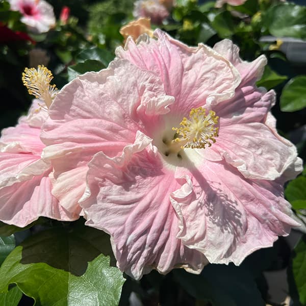 ハイビスカス：ニューロングライフ　エリス4号鉢植え