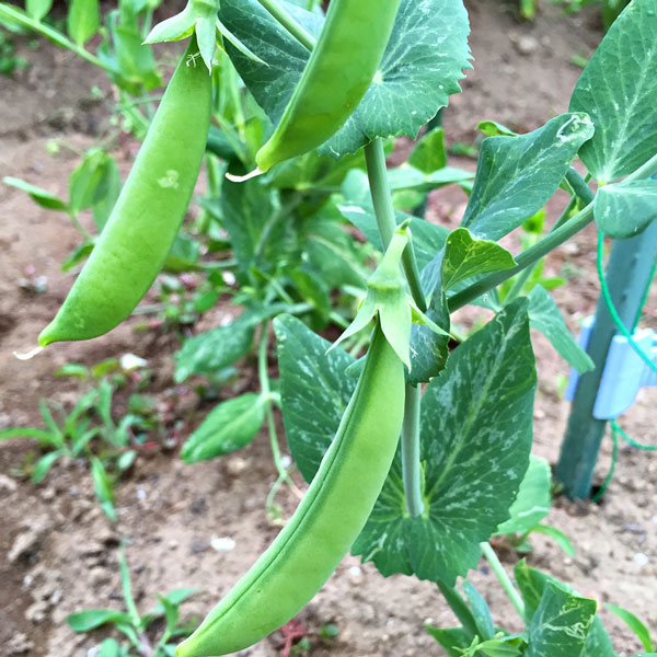[送料無料]スナップエンドウ2.5号ポット苗40株セット