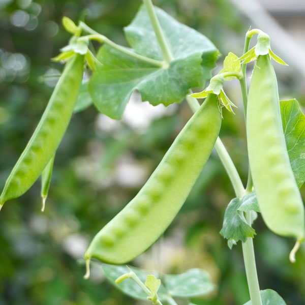 [送料無料]絹さやエンドウ2.5号ポット苗40株セット