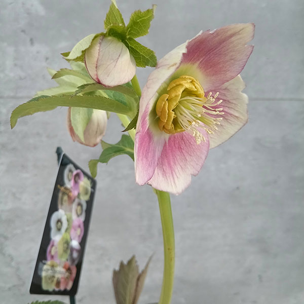 園芸ネット本店｜クリスマスローズ：セレクトシングル23-27／2Lポット