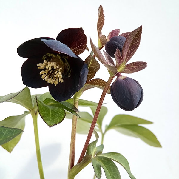 ウィンターシンフォニー＊スゥイングシリーズ＊充実株＊クリスマス