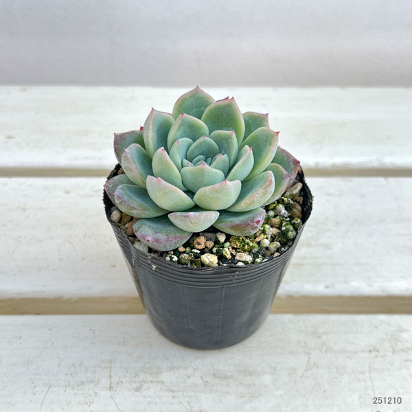 エケベリア：スイレン（睡蓮） 2.5号ポット