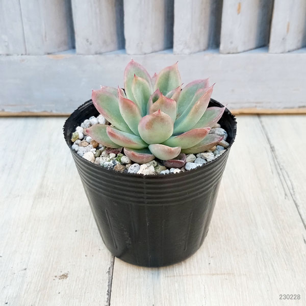 か*ん様 H555 粉花妖（ふんかよう） 16株 抜き苗 多肉