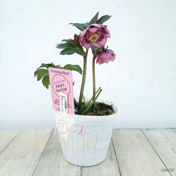 園芸ネット本店｜松村ナーセリーさんのクリスマスローズ：23-07-04