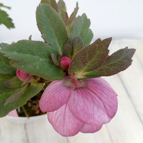 園芸ネット本店｜松村ナーセリーさんのクリスマスローズ：23-07-04