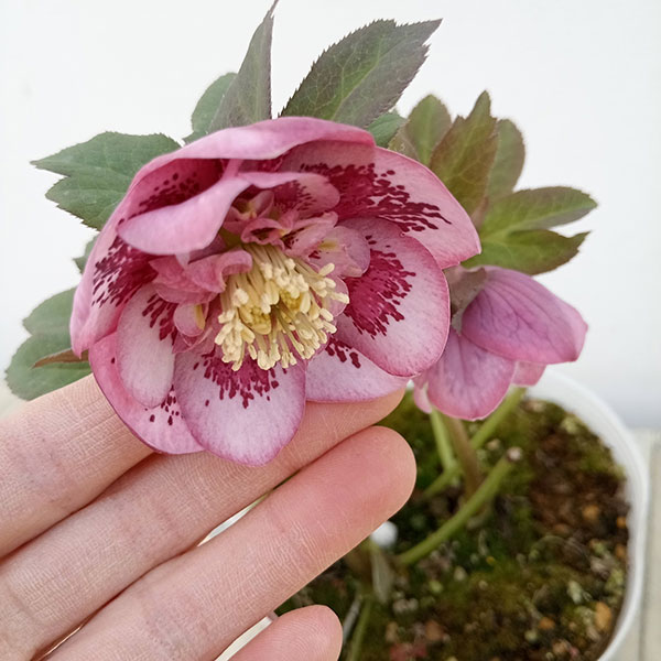 園芸ネット本店｜松村ナーセリーさんのクリスマスローズ：23-07-04