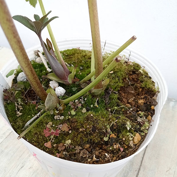 園芸ネット本店｜松村ナーセリーさんのクリスマスローズ：23-07-04