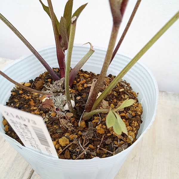 毬姫 sdレッドグリーンネクタリー シルバーバック クリスマスローズ 毬