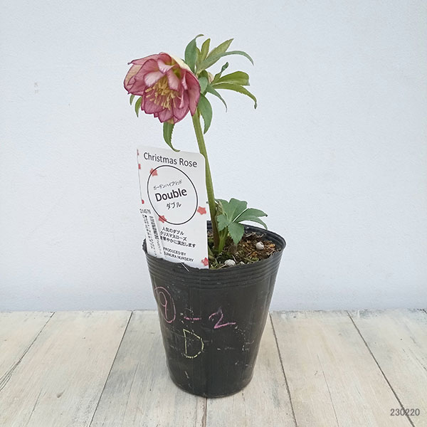 園芸ネット本店｜松村ナーセリーさんのクリスマスローズ：23-09-02