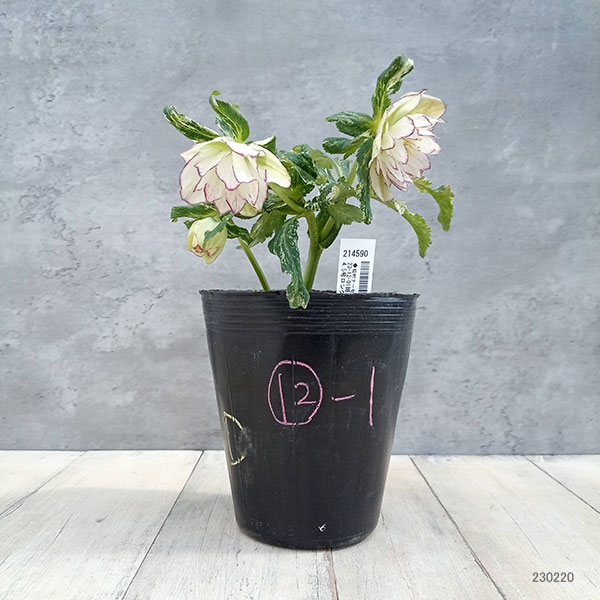 園芸ネット本店｜松村ナーセリーさんのクリスマスローズ：23-12-01