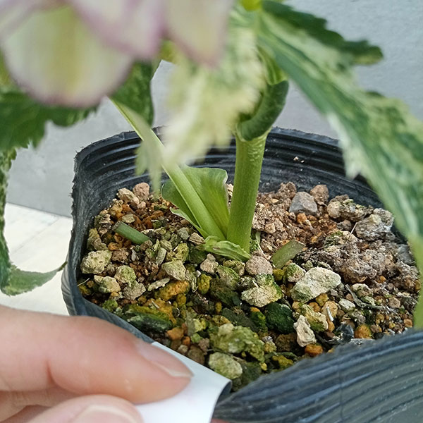 園芸ネット本店｜松村ナーセリーさんのクリスマスローズ：23-12-01