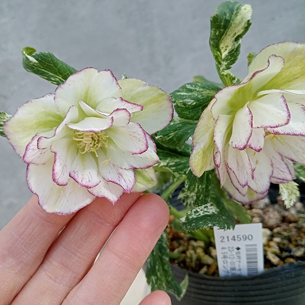 園芸ネット本店｜松村ナーセリーさんのクリスマスローズ：23-12-01