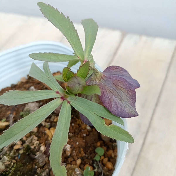 園芸ネット本店｜松村ナーセリーさんのクリスマスローズ：23-13-01