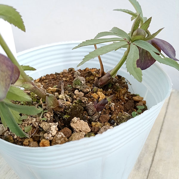 3本】クロップ#144、238、スタートデザートローズ 3本】クロップ#144