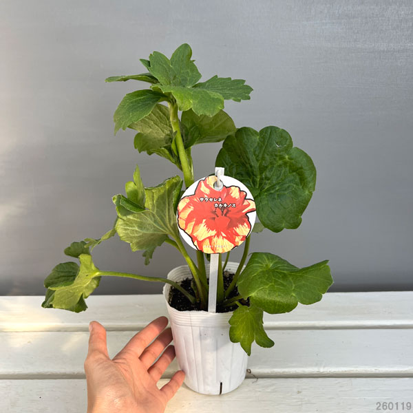 園芸ネット本店｜ラナンキュラス：サラセレネ カルキノス3.5-4号ポット