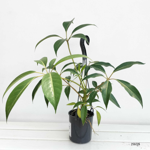 ツピダンサス：カリプトラツス 4号吊り鉢 の通販 | 園芸ネット