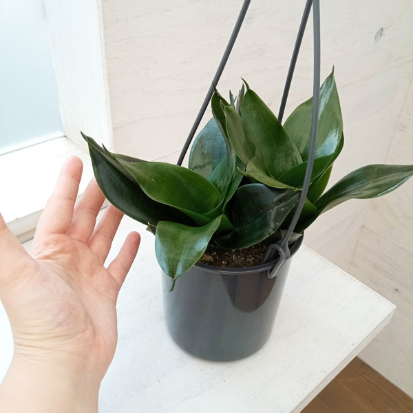 園芸ネット本店｜サンセベリア（サンスベリア）4号吊り鉢 の通販【公式】