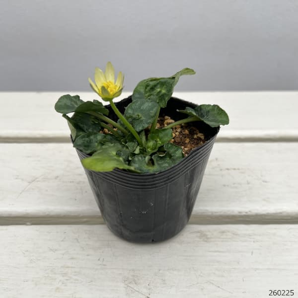 ヒメリュウキンカ：ブルガオパホワイト2.5号ポット