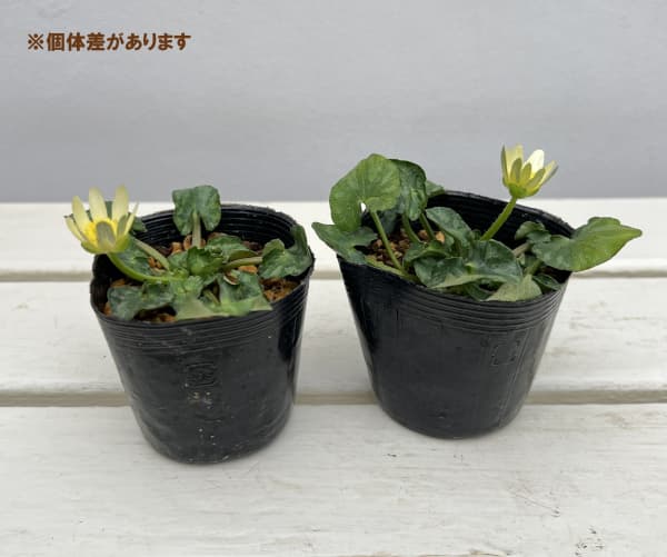 ヒメリュウキンカ：ブルガオパホワイト2.5号ポット