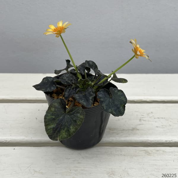 ヒメリュウキンカ：カラス葉2.5号ポット 2株セット