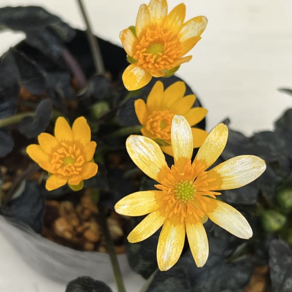 ヒメリュウキンカ：カラス葉2.5号ポット 2株セット