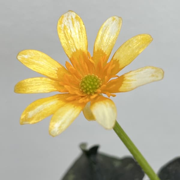 ヒメリュウキンカ：カラス葉2.5号ポット 2株セット